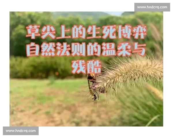 赤手凡人对决猛虎生死博弈的人性勇气与自然法则冲突与边界启示